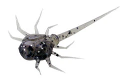 13 Fishing - Coconut Crab - Panfish Plastics -13 Fishing Store CC PP 1 Z 39584.1604078623