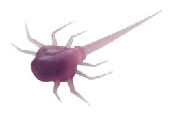 13 Fishing - Coconut Crab - Panfish Plastics -13 Fishing Store CC PR 1 Z 28469.1604078623