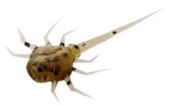 13 Fishing - Coconut Crab - Panfish Plastics -13 Fishing Store CC WS 1 Z 83633.1604078623